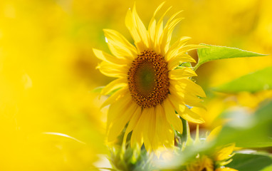 Sunflowers grow in the field