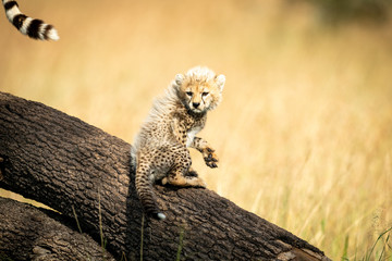 Cheetah cub sits by tail of mother