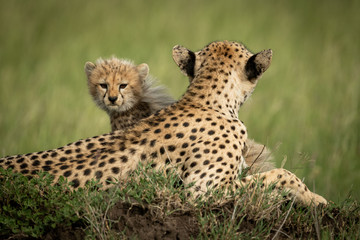 Cheetah cub sits in grass behind mother