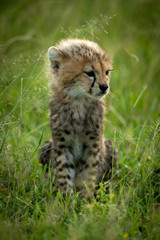 Obraz na płótnie Canvas Cheetah cub sits in grass looking right