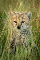 Naklejka na ściany i meble Cheetah cub sits in grass staring ahead