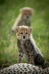 Fototapeta na wymiar Cheetah cub sits in grass near another