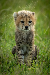 Cheetah cub sits in grass watching camera