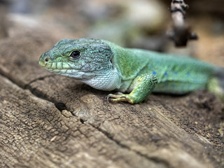 Naklejka na ściany i meble The Maroccan Eyed Lizard, Timon tangitauns, is a large green lizard