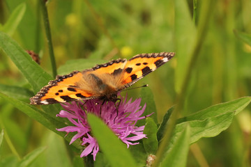 petite tortue sur fleur 