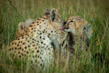 Cheetah cub sits licking mother in grass