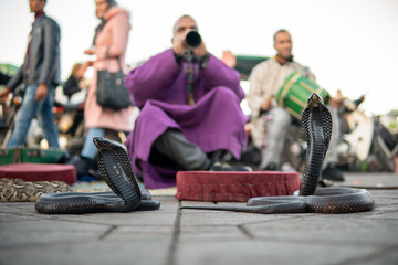 Moroccan Cobra enchanter sitting in the street with his cobra. Marrakesh, Jamma el fnaa