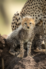 Cheetah cub sits on mound watching camera