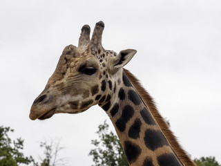 Portrait of a curious Baringo Giraffe, Giraffa camelopardalis Rothschildi