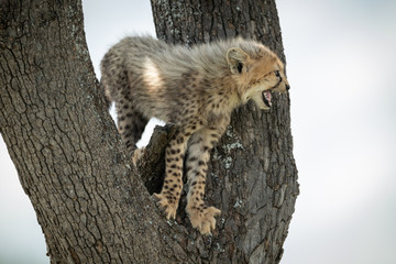 Obraz premium Cheetah cub standing in tree calling mother