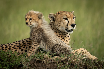 Cheetah cub sits with mother on mound