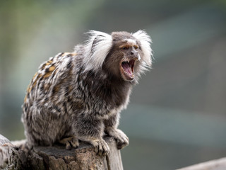 A white-tufted-ear, Callithrix jacchus, sits on a trunk watching the surroundings