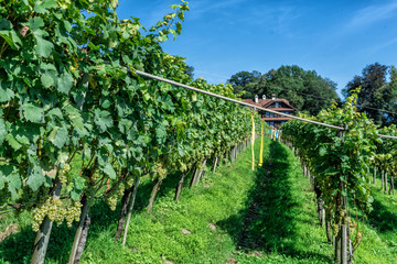 Fototapeta na wymiar Hillside vineyards on a sunny day
