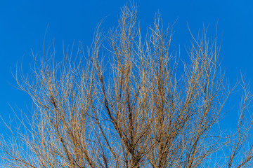 Bare branches on a tree against a blue sky