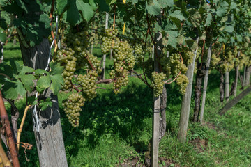 Hillside vineyards on a sunny day