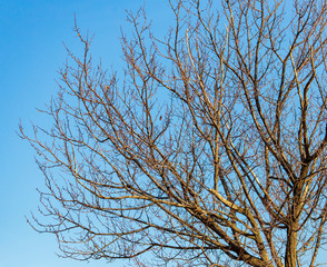 Bare branches on a tree against a blue sky