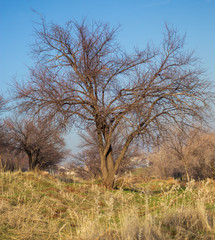 Bare tree in the steppe