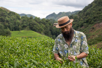 Naklejka na ściany i meble A male farmer with a beard check the tea on the farm.