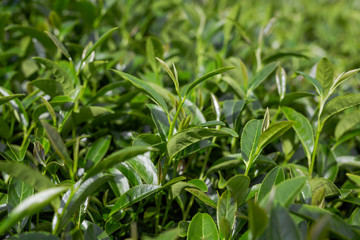 Obraz premium Green tea leaf background in tea plantations.