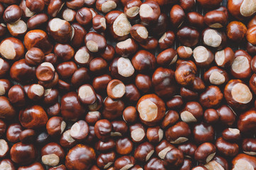 Ripe chestnuts close up. Raw Chestnuts for Christmas. Fresh sweet chestnut. top wiew. Food autumn background.