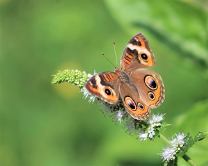 Butterfly on mint