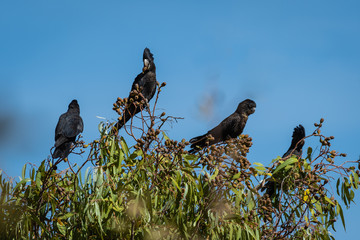 some red tailed black cockatoo in australia