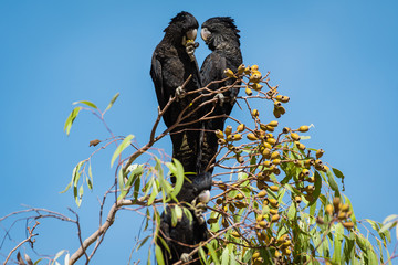 Two Red Tailed Black Cockatoo