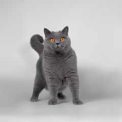 Obraz premium British cat on the grey background