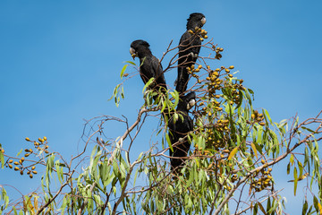 Two red tailed black cockatoo in australia