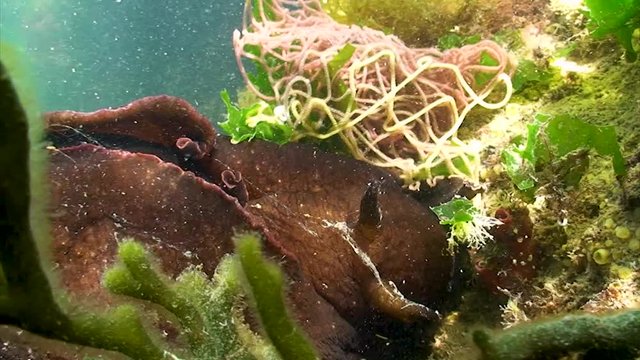 Li&egrave;vre de mer + ponte