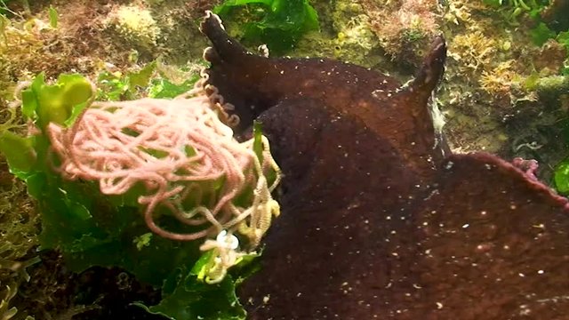 Li&egrave;vre de mer + ponte