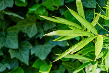 Beautiful carved peaked bamboo leaf on blurred background of ivy leaves. Close-up. Selective focus. Common ivy or English ivy as evergreen background for bamboo leaves. Nature concept for design.