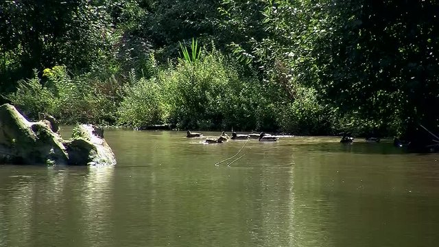 Stockenten tummeln sich am anderen Ufer der Raab (Gleisdorf, Austria)