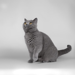 Obraz premium british cat isolated on grey background