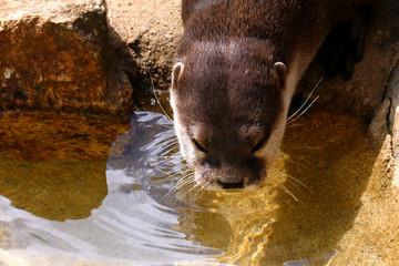 Otter drinking.