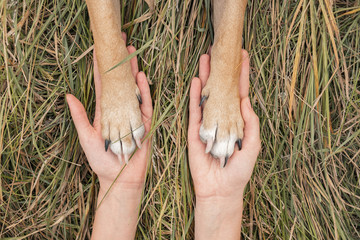 Human hands hold dog paws in autumn grass background. Dog paws lie on human palms on autumn grass background, concept of trust and friendship between pet owner and dog © Photoboyko