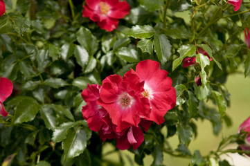 Large single crimson red Climbing  Rose ' Dortmund' (Kordes, 1955), closeup,  , selective focus..Concept: rose passion, garden hobby, gardening, garden blog, botanica, roses lovers.