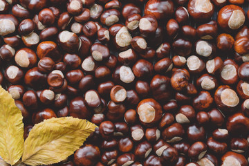 Ripe chestnuts with yellow leaves close up. Raw Chestnuts for Christmas. Fresh sweet chestnut. top wiew. Food autumn background.