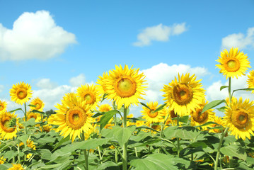 ひまわり　栃木県さくら市