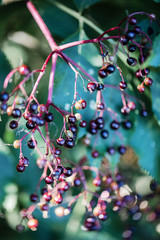 elderberries on a branch