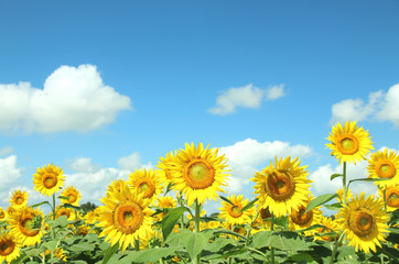 Fototapeta premium ひまわり 栃木県さくら市