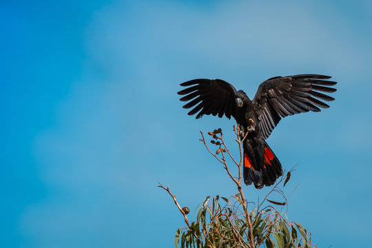 Red tailed black cockatoo landing in australia
