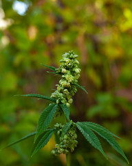 male hemp plant.breeding new varieties of marijuana