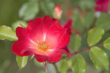 Climbing shrub Floribunda red Rose 'Cocktail' close up , selective focus..Concept: rose passion, garden hobby, gardening, garden blog, botanica, roses lovers