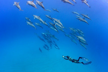 Pod of Spinner Dolphins and A Freediver