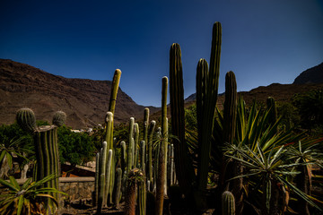 cactuses, wüste, arizona, carnegiea gigantea, himmel, landschaft, cactuses, natur, pflanze, blau, arid, abtrocknen, green, mexico, berg, bol, baum