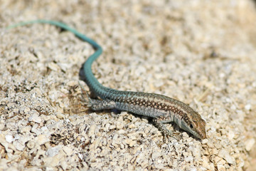 Anatolian rock lizard ,Lacerta oertzeni, displaying on rock