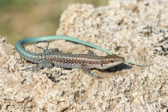  Anatolian rock lizard, Lacerta oertzeni