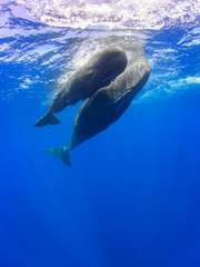 Naklejka premium Sperm Whale Pair