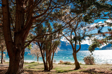 Fototapeta na wymiar tree along the lake Wakatipu, South Island, New Zealand